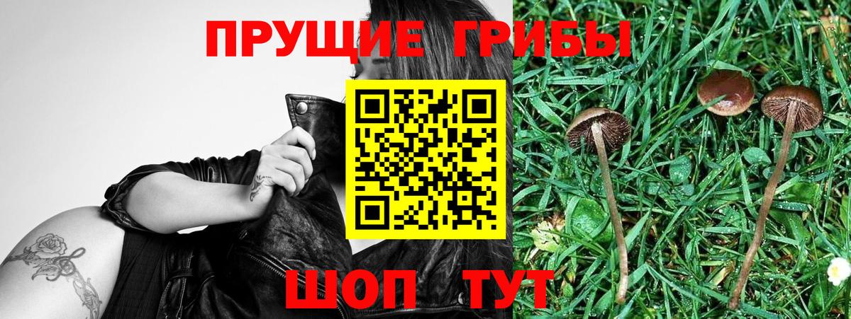 Псилоцибиновые грибы Psilocybe Джанкой